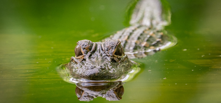 an alligator in a swamp