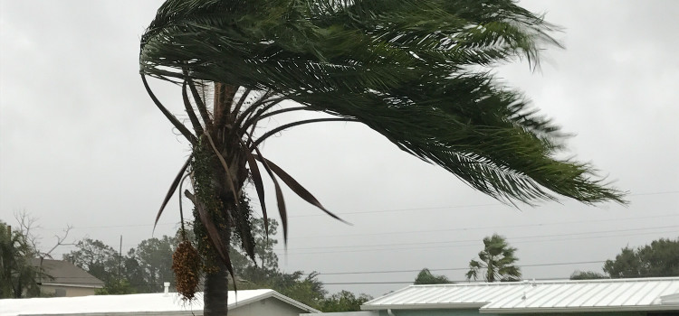 palm tree being blown over by hurricane winds