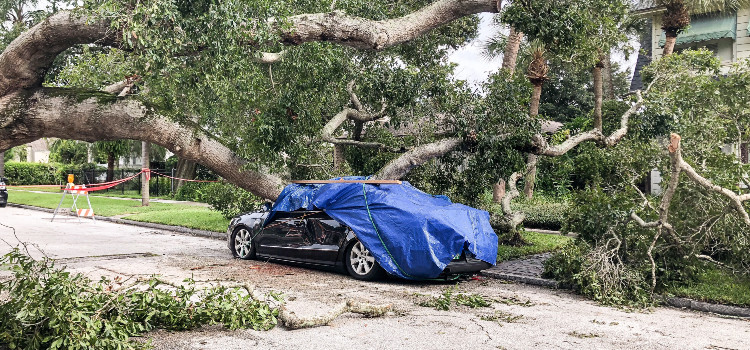 a car and tree on a street damaged by a hurricane